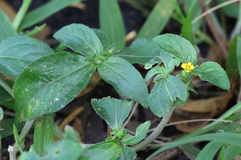 Nodeweed photo 4