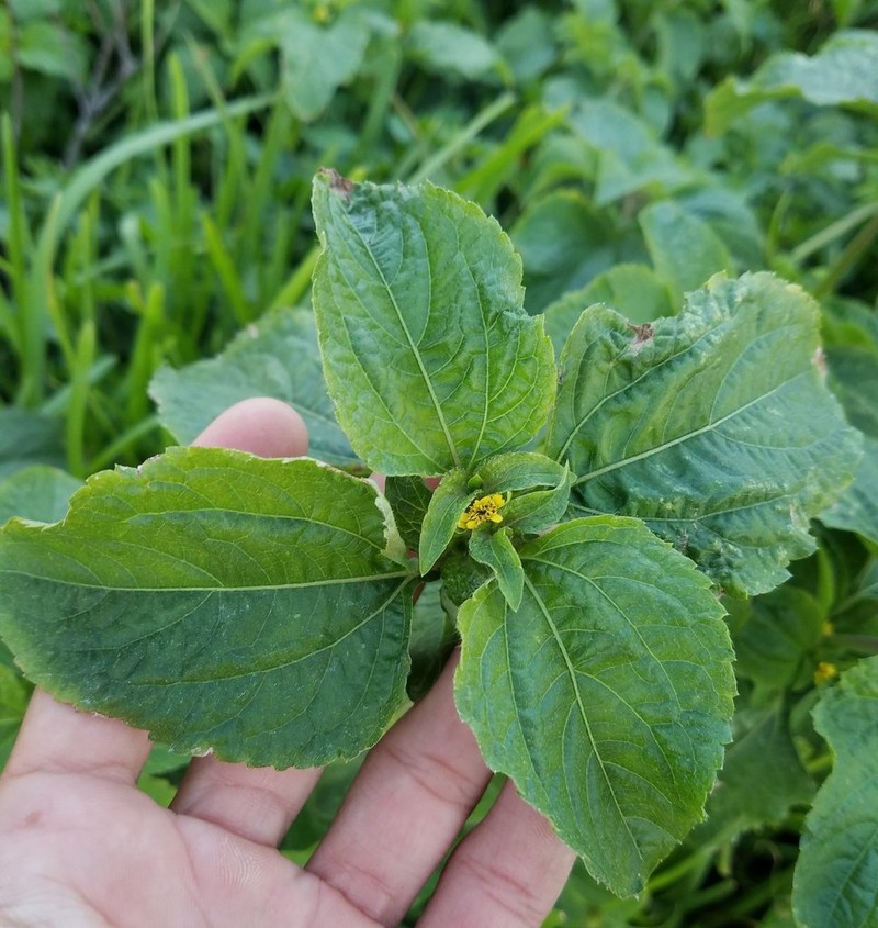 Nodeweed photo 5