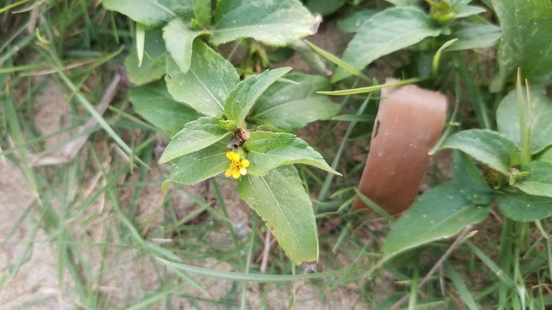 Nodeweed photo 6