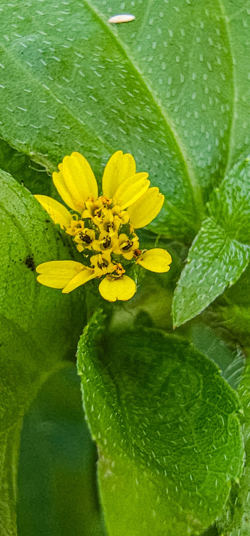 Nodeweed photo 7