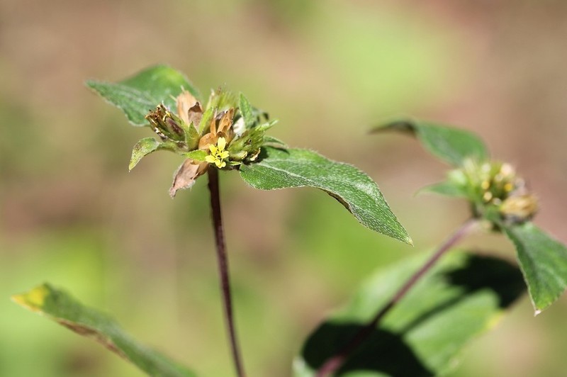 Nodeweed photo 8