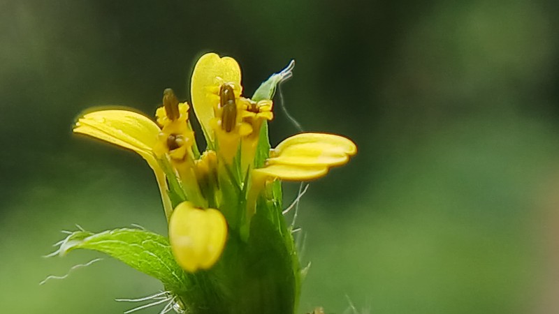 Nodeweed photo 4