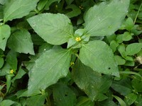 Nodeweed