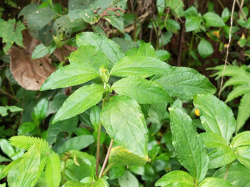 Nodeweed photo 2