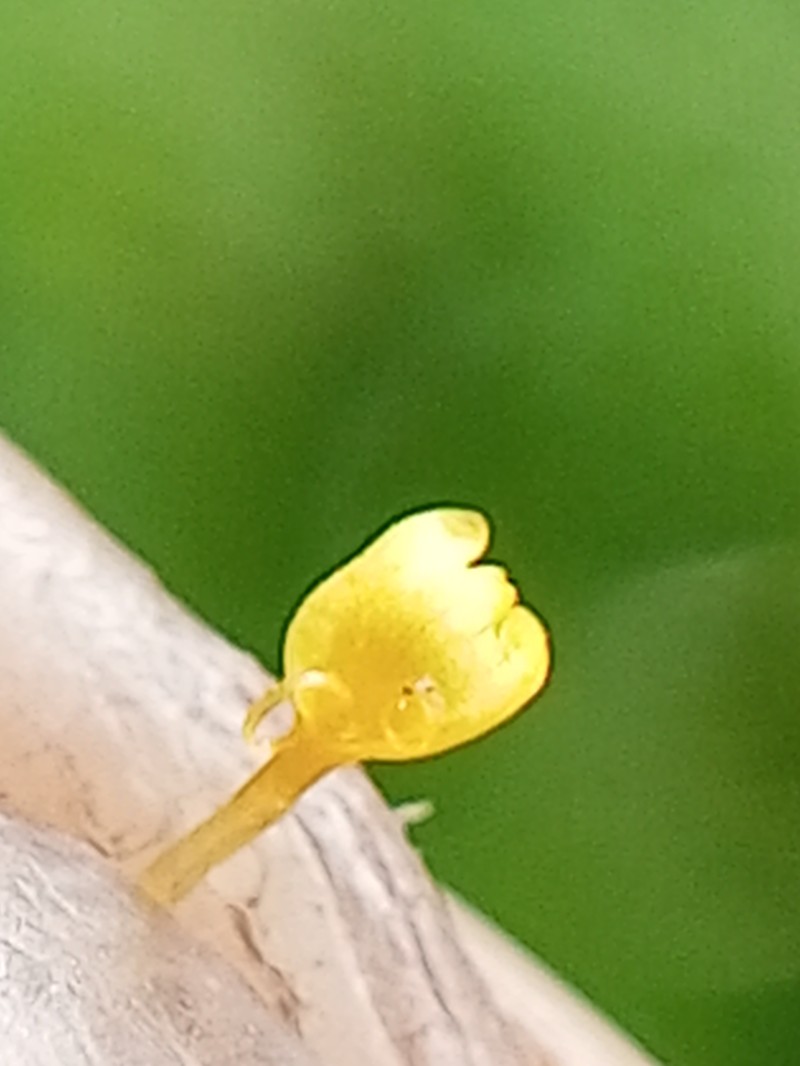 Nodeweed photo 3