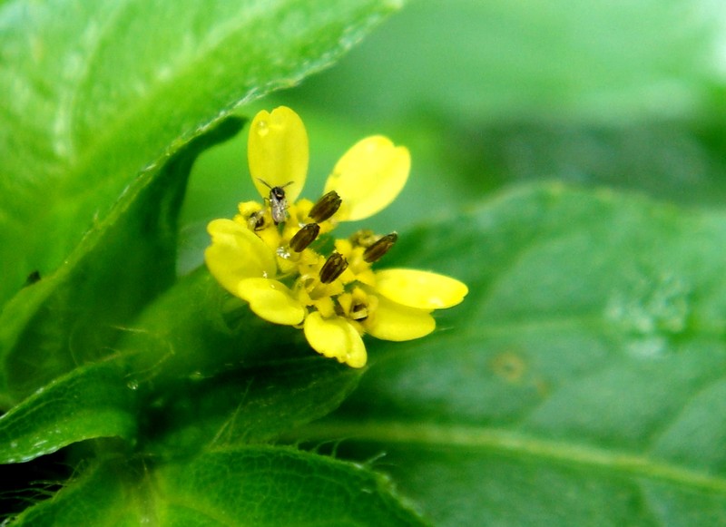Nodeweed photo 8