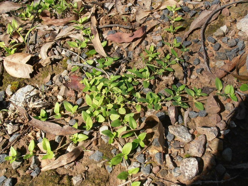 Synedrellopsis grisebachii