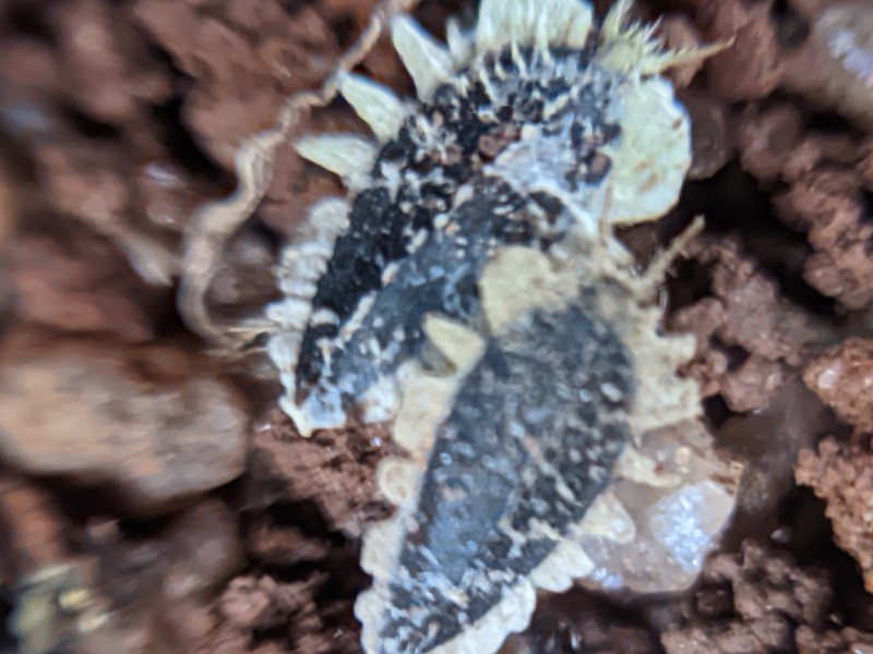 Synedrellopsis grisebachii photo 2