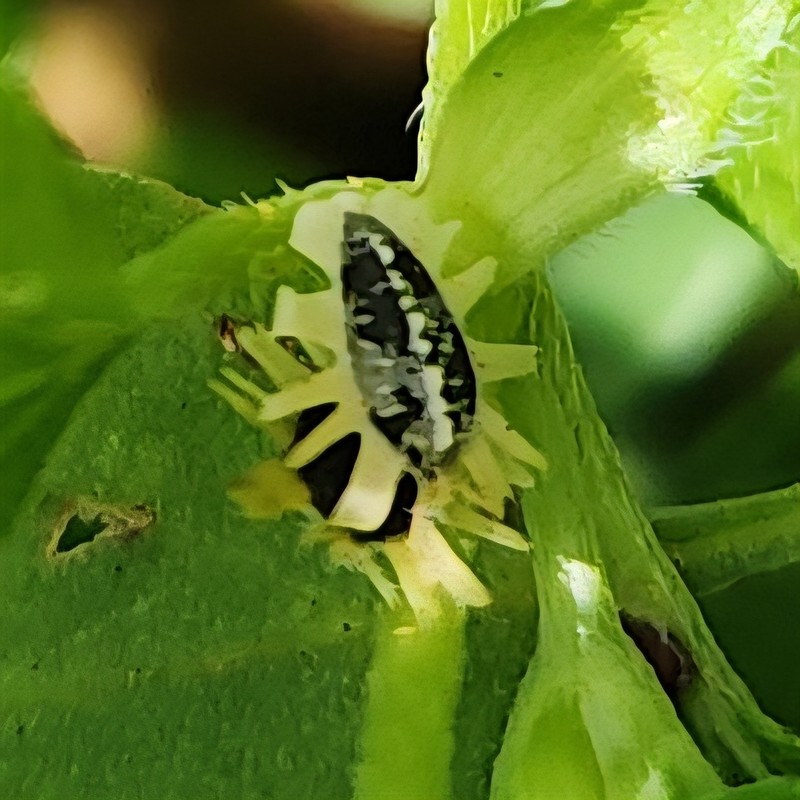 Synedrellopsis grisebachii photo 3