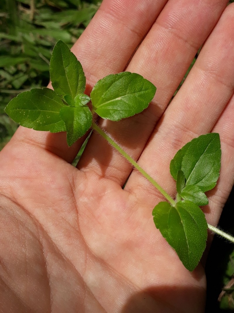 Synedrellopsis grisebachii photo 4