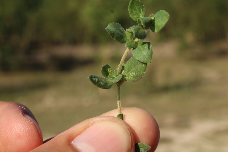 Synedrellopsis grisebachii photo 6