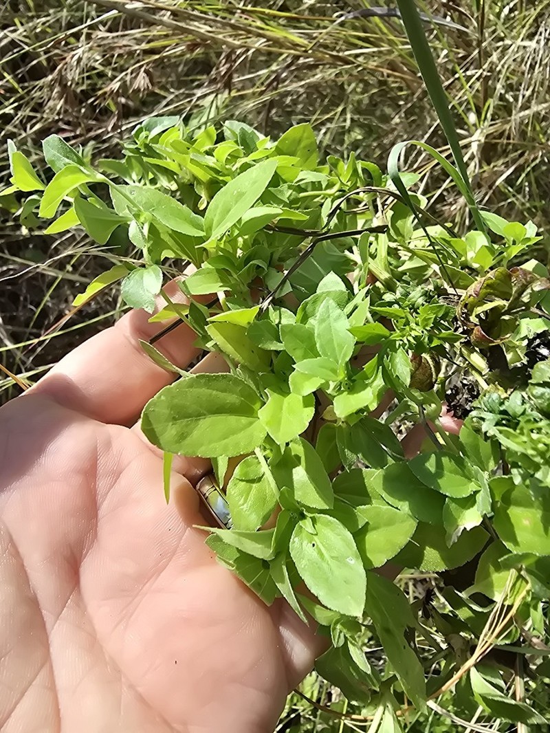 Synedrellopsis grisebachii photo 7