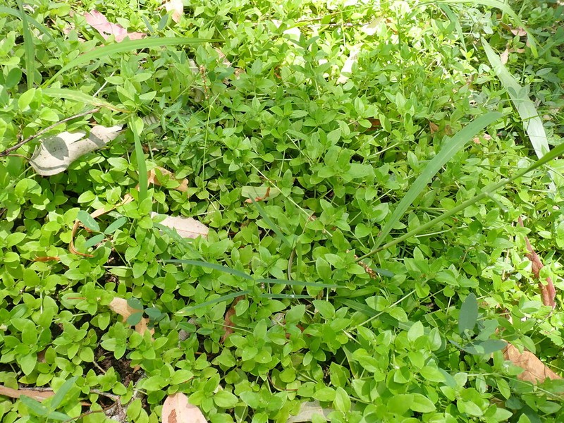 Synedrellopsis grisebachii photo 8