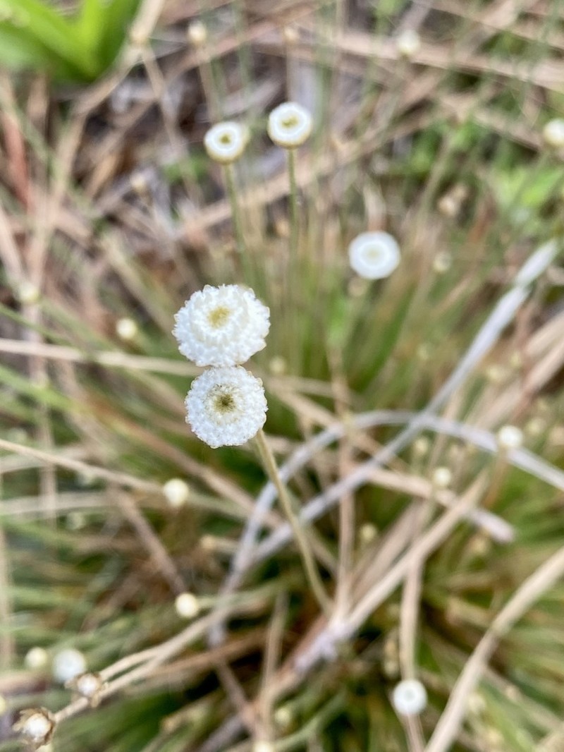 Yellow Hatpins photo 2