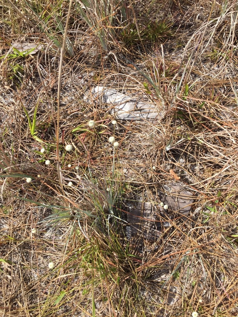 Yellow Hatpins photo 3