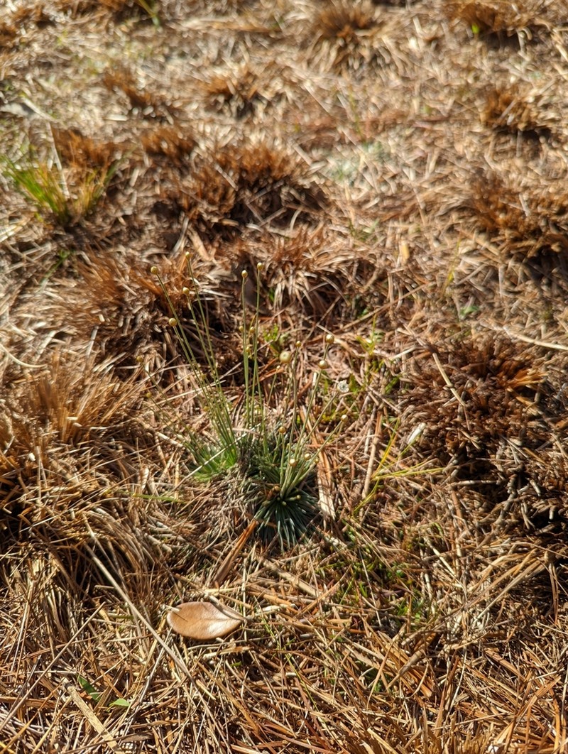 Yellow Hatpins photo 4