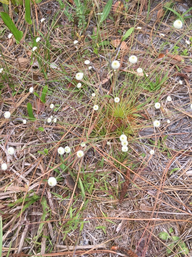 Yellow Hatpins photo 6
