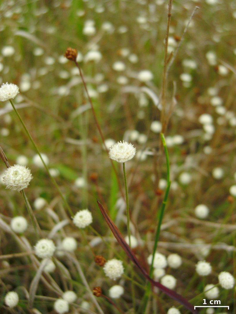 Yellow Hatpins