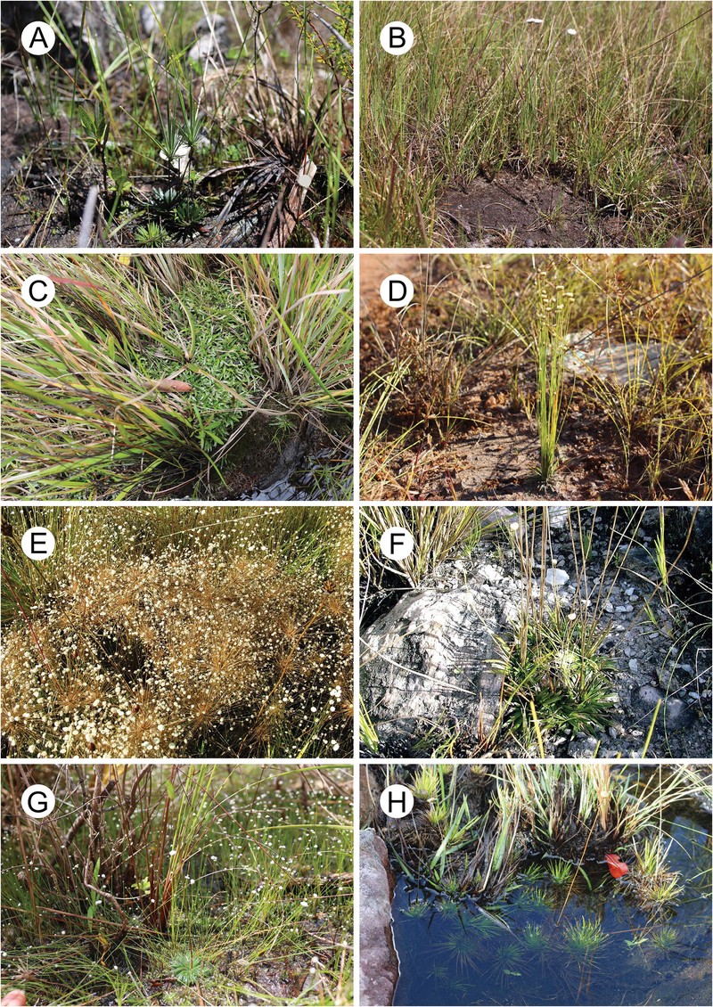 Syngonanthus hensoldiae