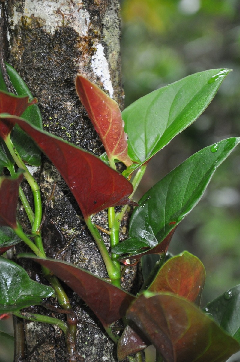 Syngonium adsettiorum