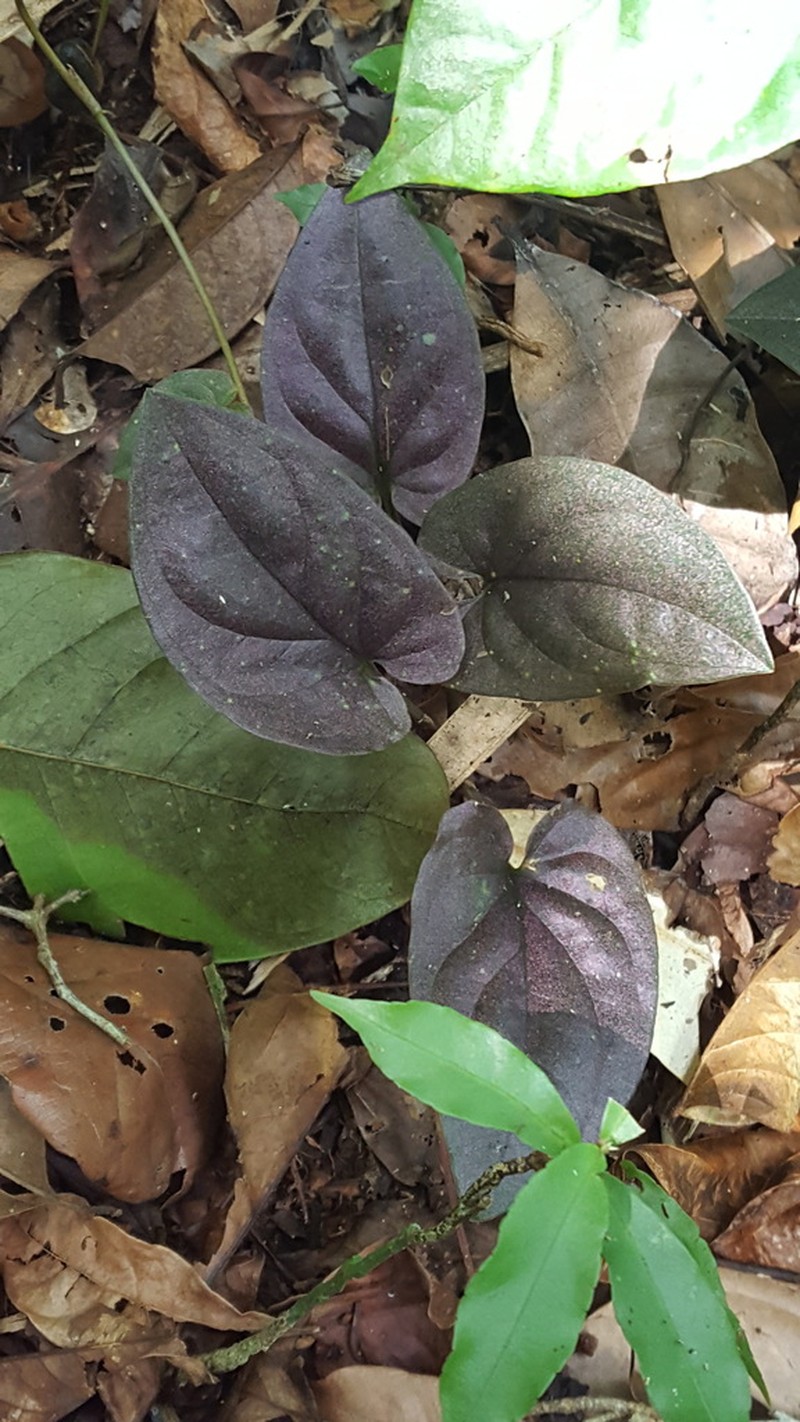 Syngonium adsettiorum photo 2