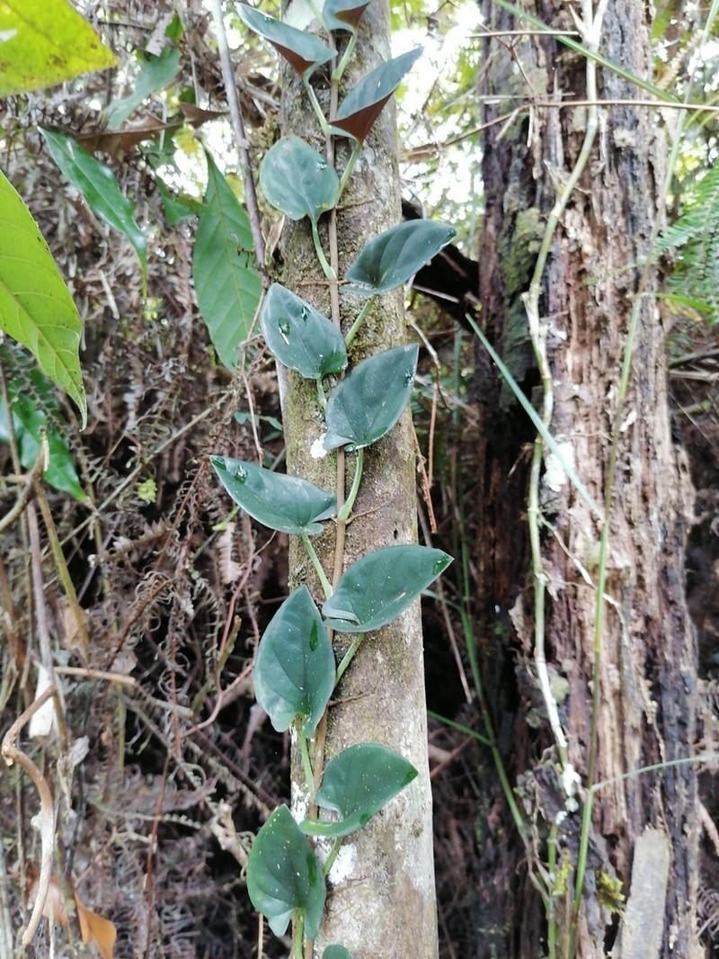 Syngonium adsettiorum photo 3