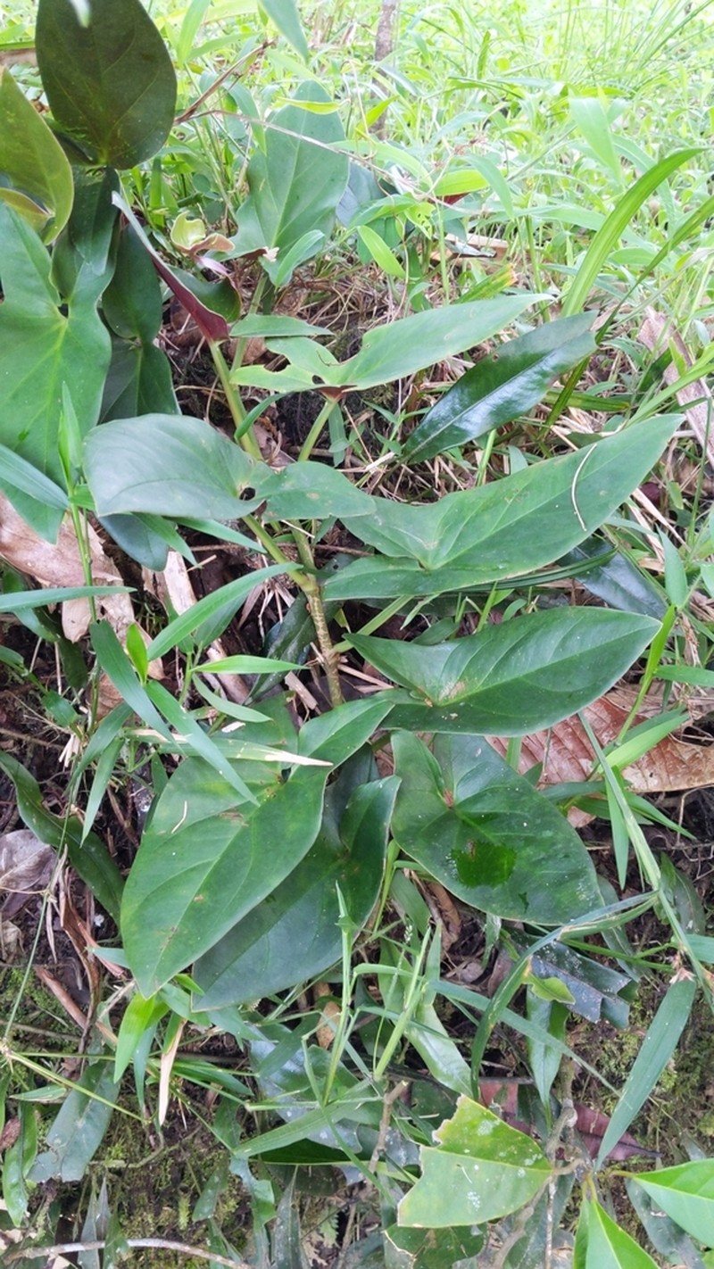 Syngonium adsettiorum photo 4