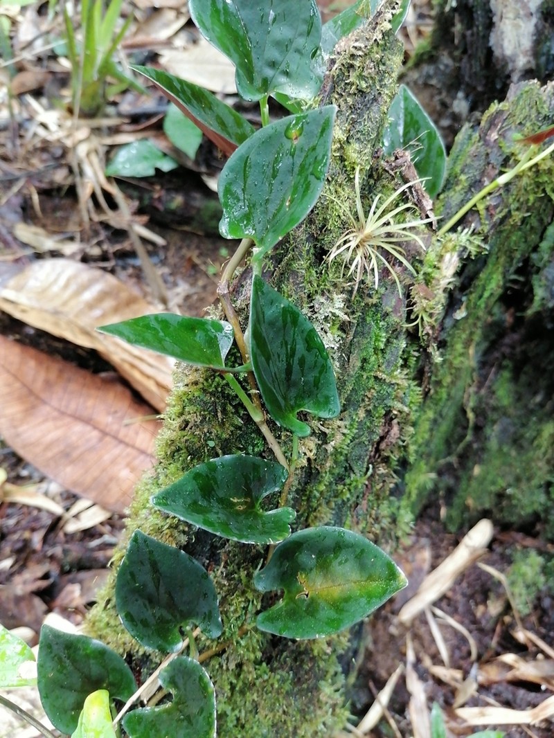 Syngonium adsettiorum photo 5
