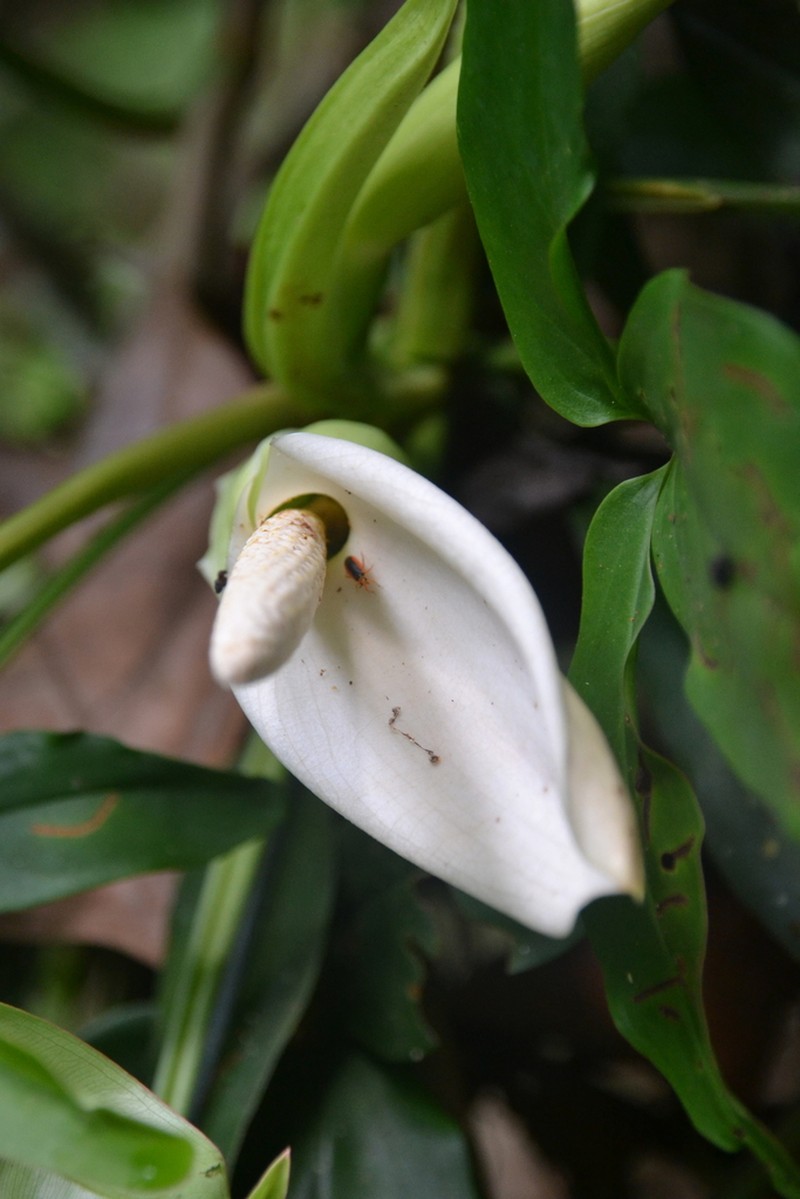 Syngonium adsettiorum photo 6