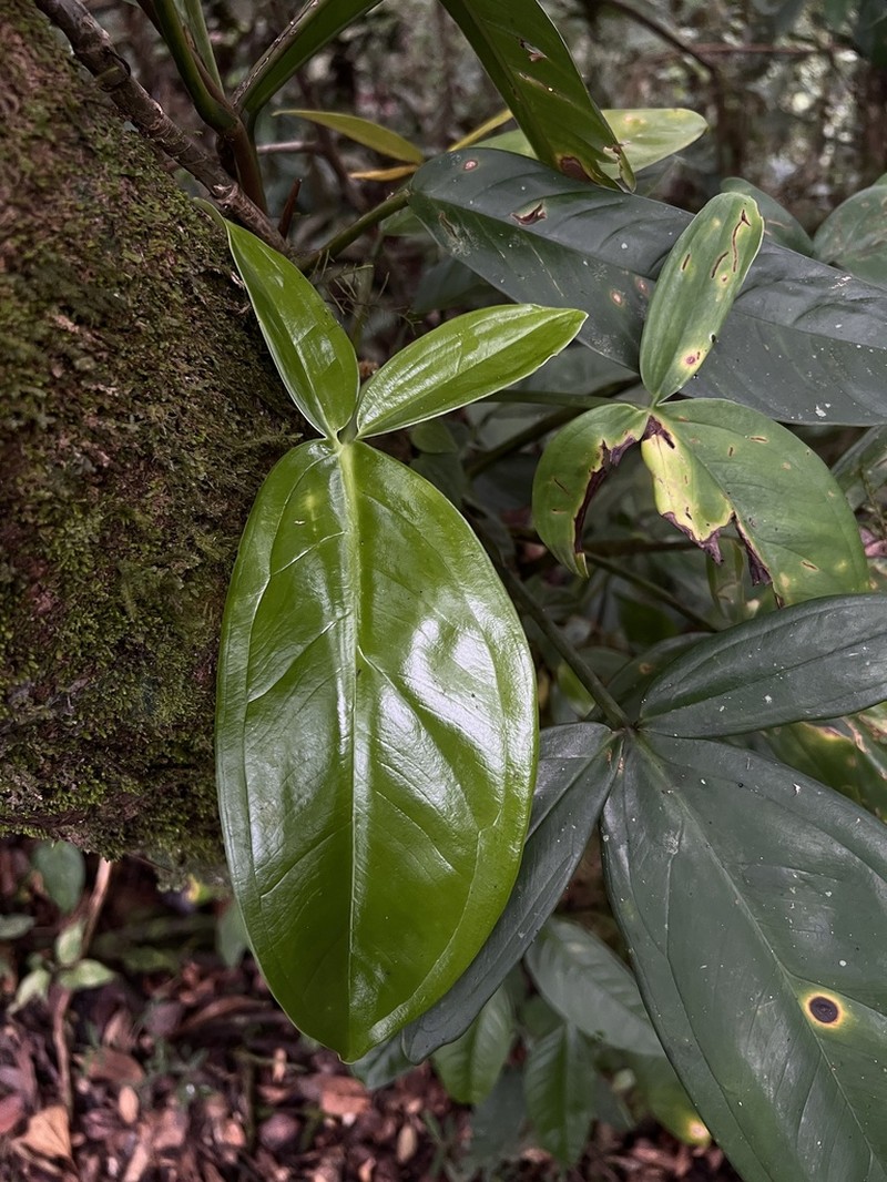 Syngonium adsettiorum photo 7
