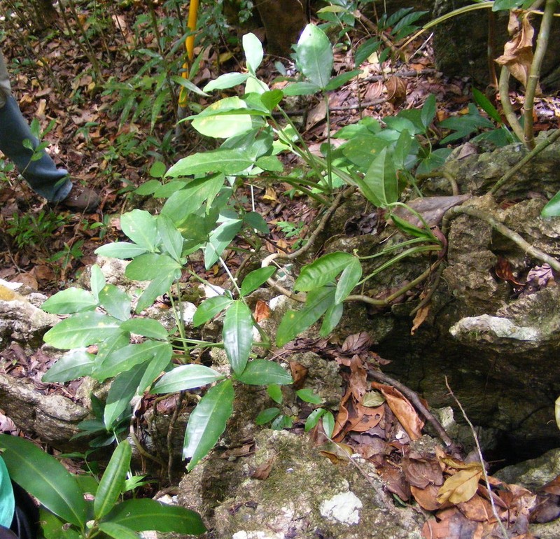 Arrowhead Vine