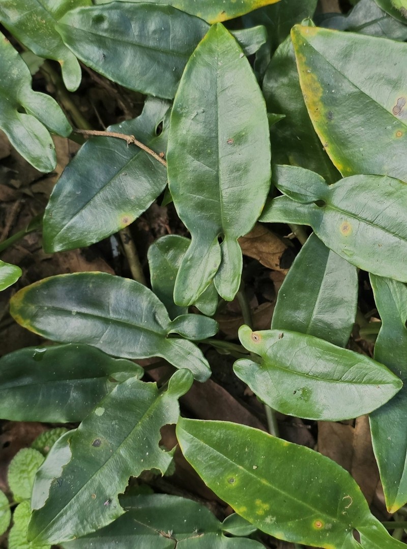 Arrowhead Vine photo 2
