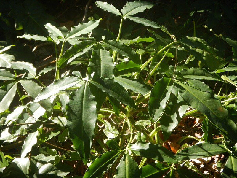 Arrowhead Vine photo 3