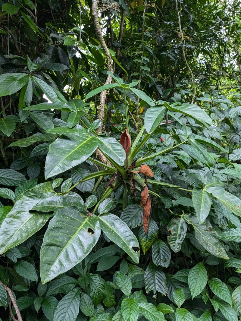 Arrowhead Vine photo 4