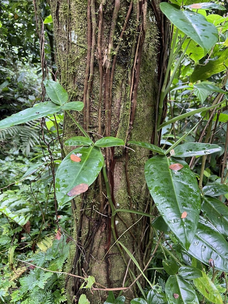 Arrowhead Vine photo 5