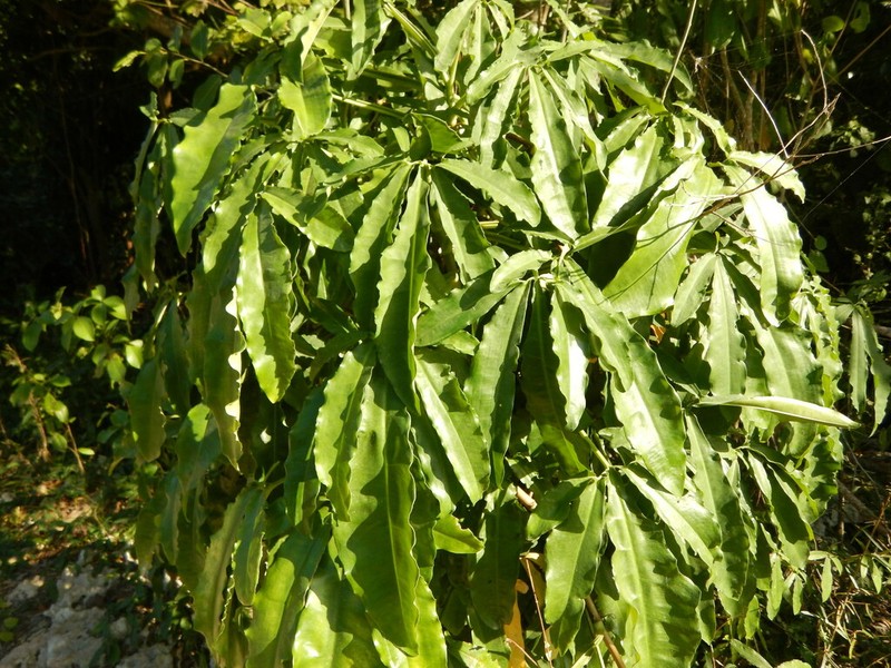 Arrowhead Vine photo 6