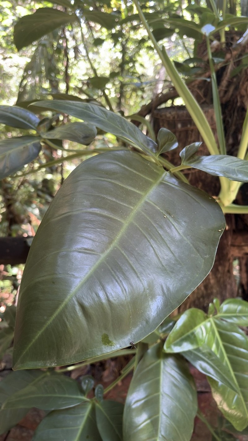 Arrowhead Vine photo 7