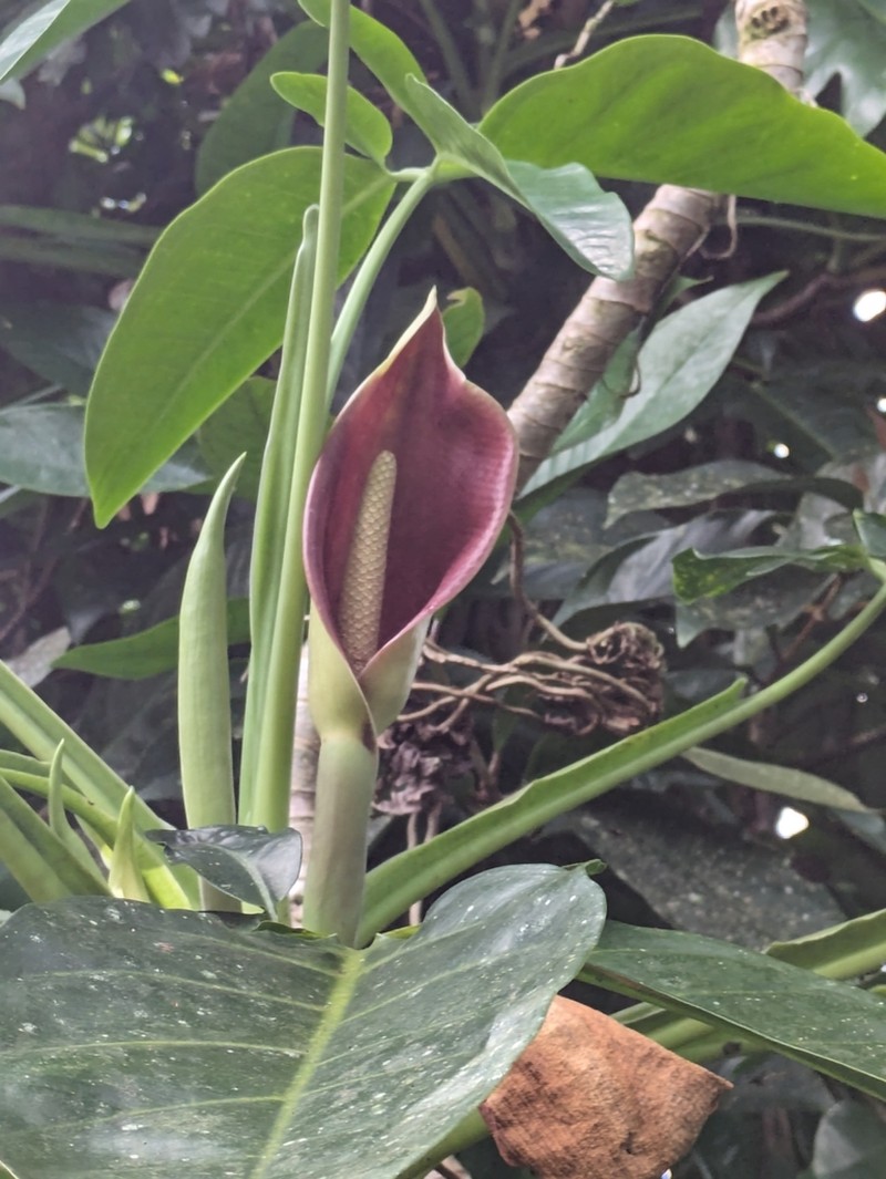 Arrowhead Vine photo 8