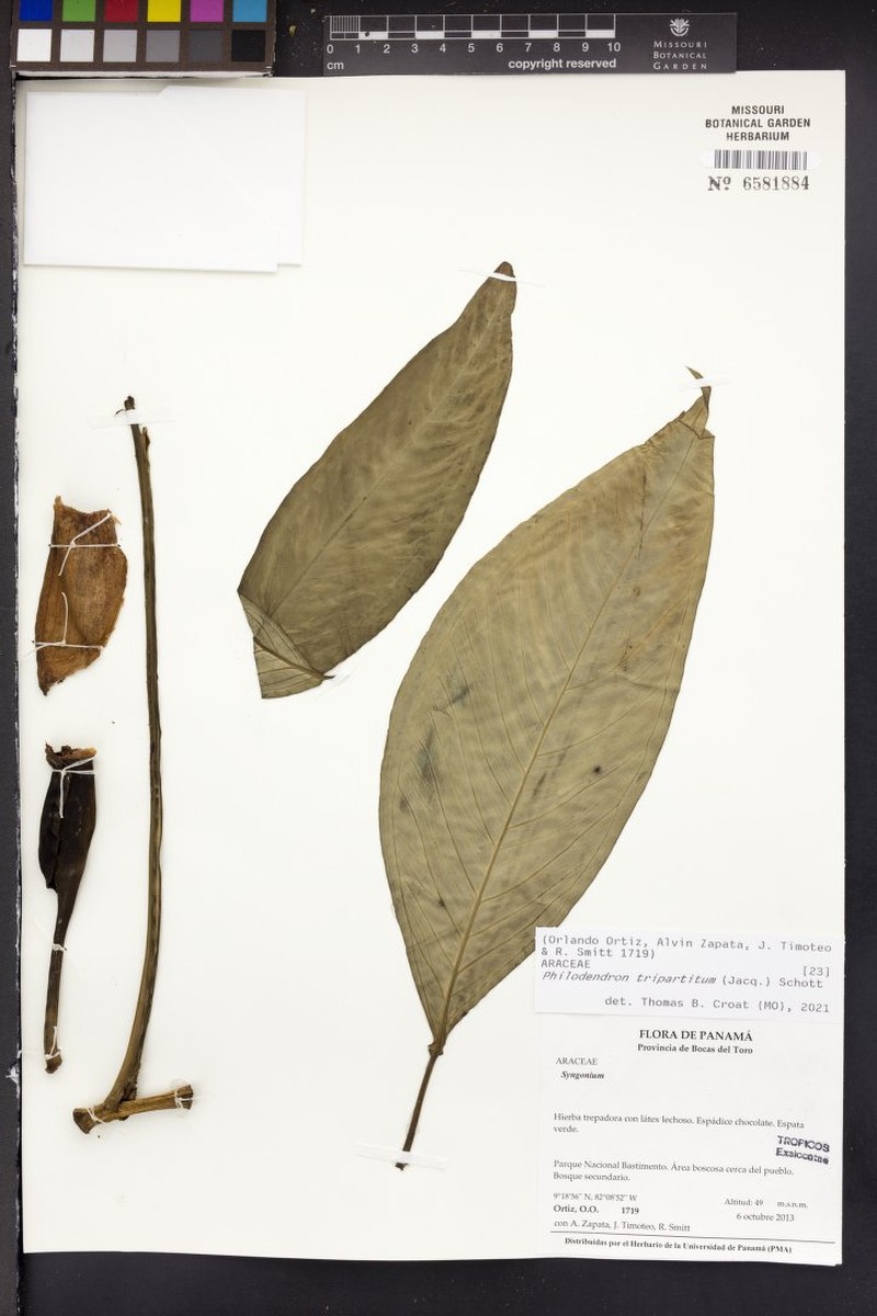Syngonium bastimentoense