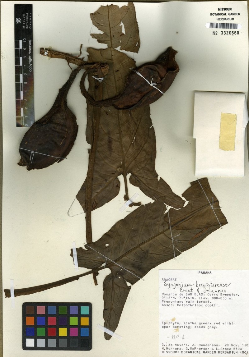 Syngonium brewsterense