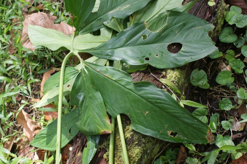 Syngonium litense