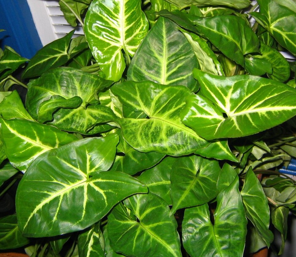 American Evergreen photo 5