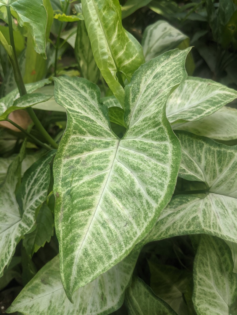 American Evergreen photo 2