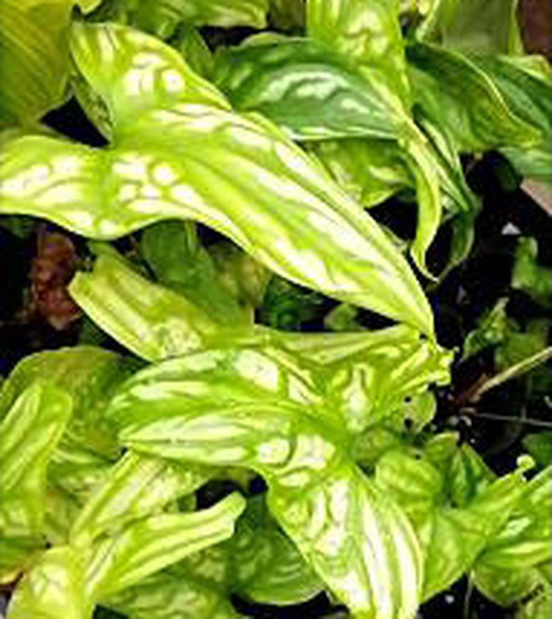 American Evergreen photo 3