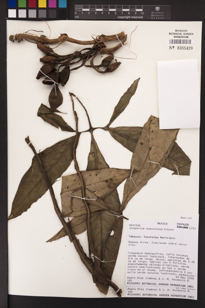 Syngonium tacotalpense