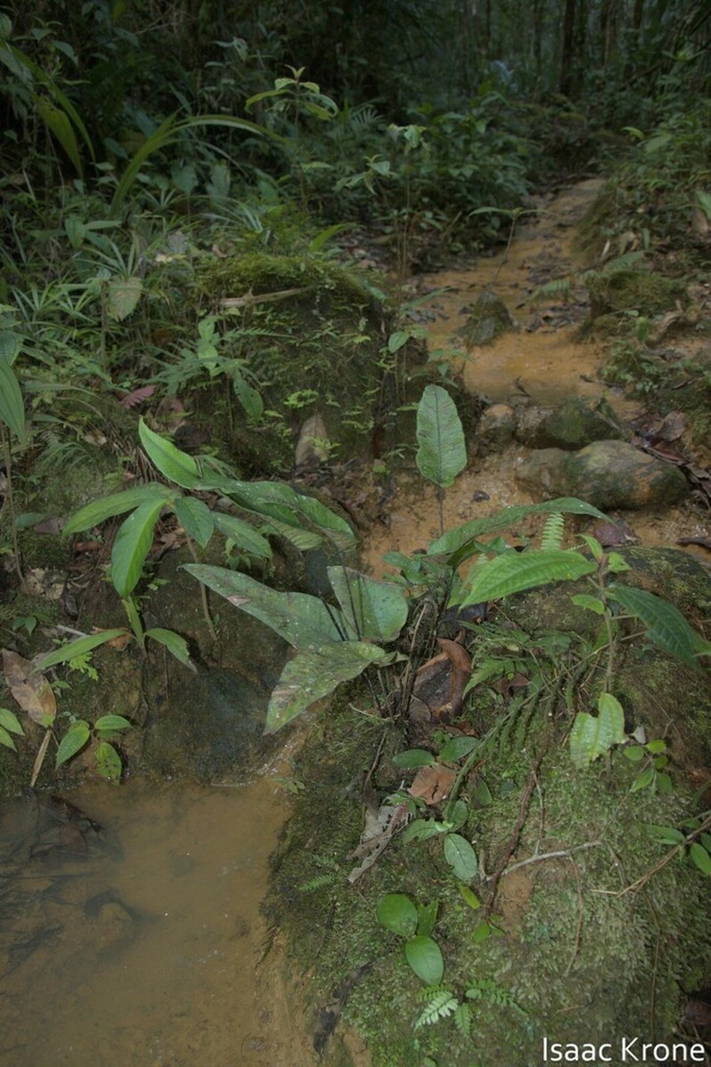 Syngramma alismifolia