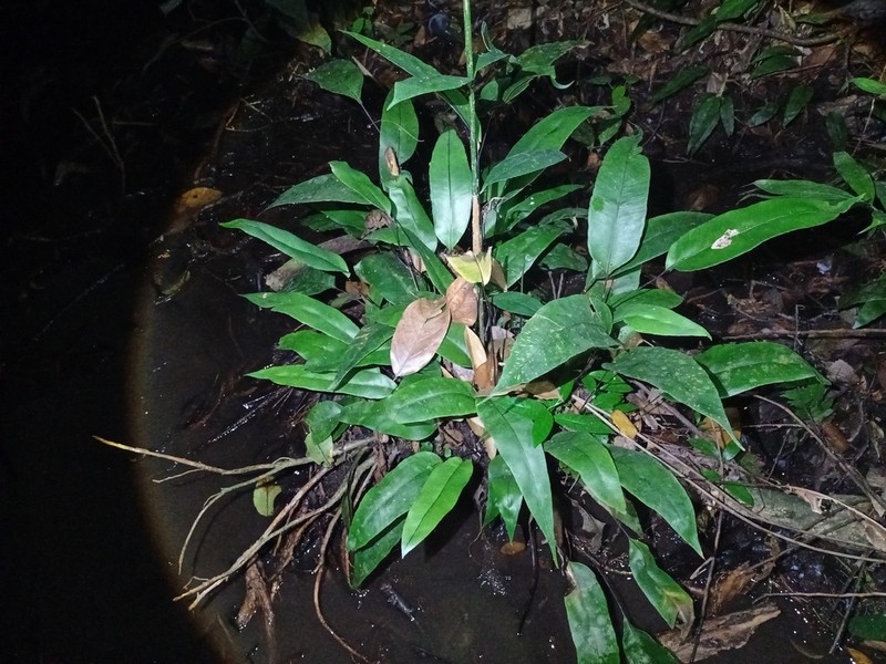 Syngramma alismifolia photo 2