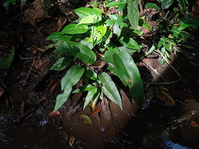 Syngramma alismifolia photo 3