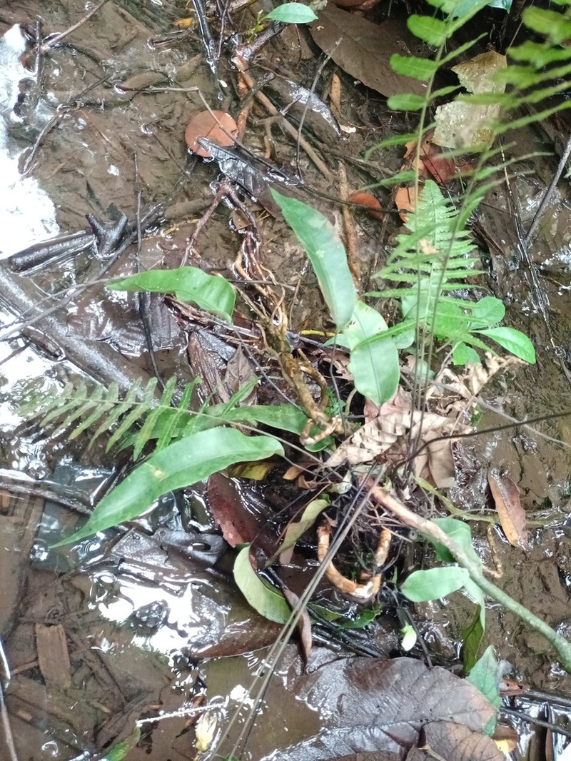 Syngramma alismifolia photo 4