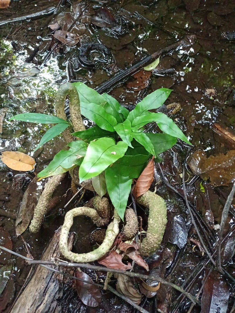 Syngramma alismifolia photo 5